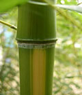 Bamboo